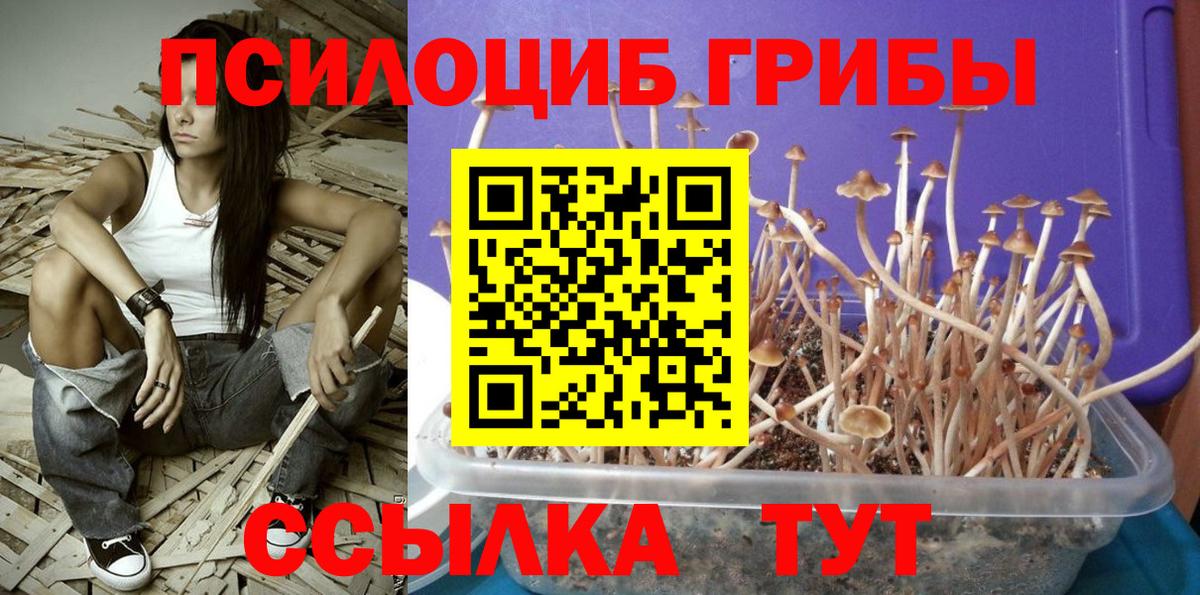 Заволжье  Псилоцибиновые грибы ЛСД  Вход с VPN  Псилоцибиновые грибы ЛСД 